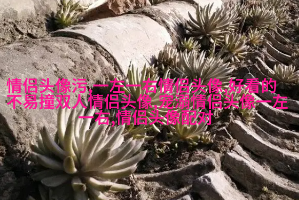 一对小猪的情侣头像(16张)